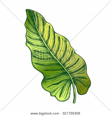 Philodendron Melanochrysum Leaf Hand Drawn Vector. Araceae Family Exotic Flowering Houseplant Leaf. 