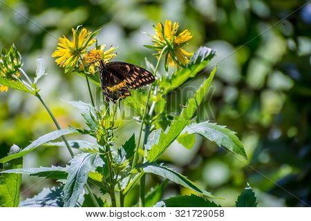 An Orange Checkered Skipper In Aransas Nwr, Texas