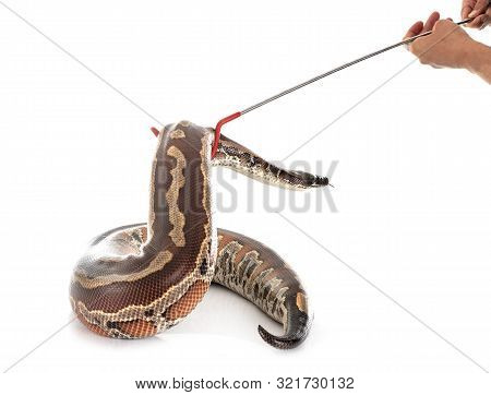 Python Brongersmai In Front Of White Background