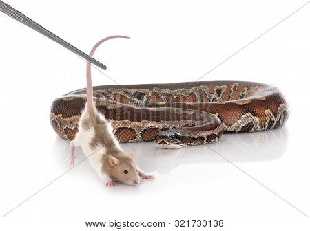 Python Brongersmai In Front Of White Background