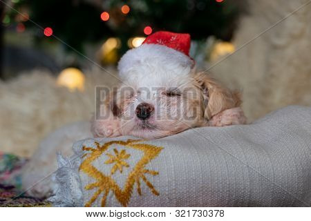 Chinese Crested Powderpuff Dog Sleeps With Chrismas Hat.