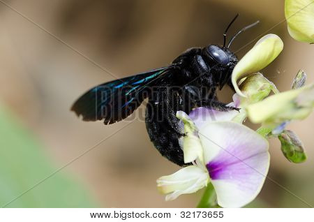 Carpenter Bee Macro In de natuur