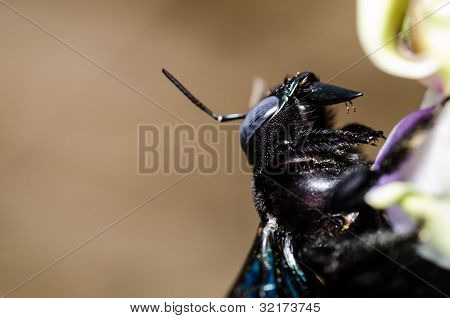 Carpenter Bee Macro In de natuur