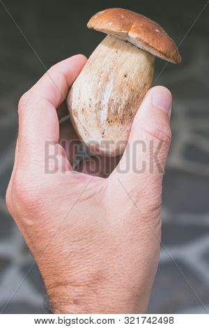 Man Holding Boletus Edulis Mushroom Freshly Picked - Raw Food And Healthy Lifest