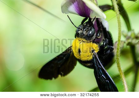 Carpenter Bee Macro In de natuur