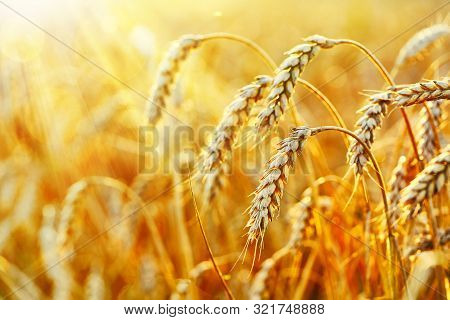 Wheat Field. Ears Of Golden Wheat. Beautiful Sunset Landscape. Background Of Ripening Ears. Ripe Cer