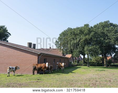 Cows Near Typical Red Brick Farm Between Lingen And Rheine In South Of German Part Lower Saxony