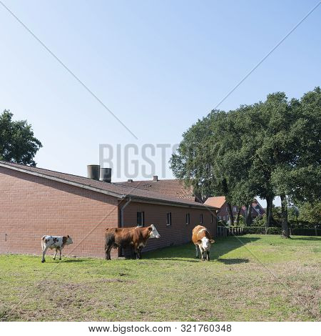 Cows Near Typical Red Brick Farm Between Lingen And Rheine In South Of German Part Lower Saxony