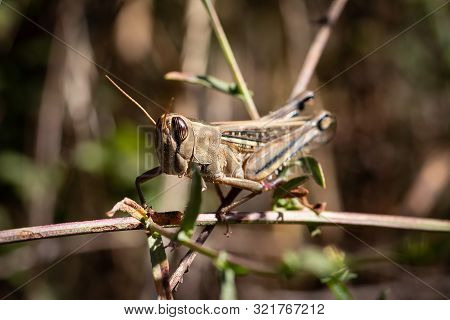 A Grasshopper Rests On A Sprig Of A Plant
