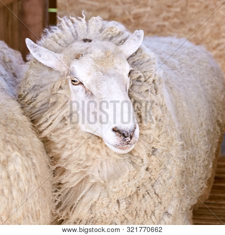 Sad Kulunda Breeding Sheep. Meat And Fur Farm Production. Animal Head. Closeup Portrait Staring