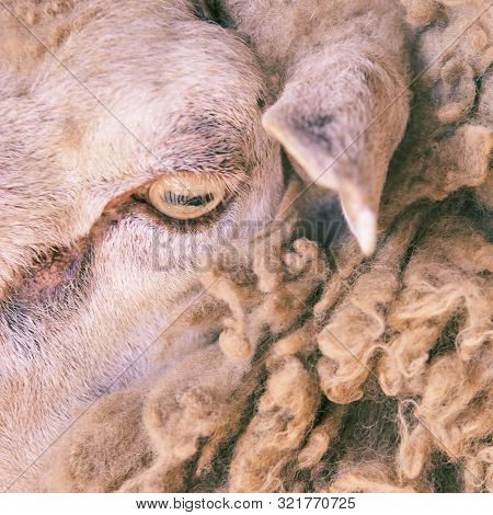 Sad Kulunda Breeding Sheep. Meat And Fur Farm Production. Animal Head. Closeup Portrait Staring