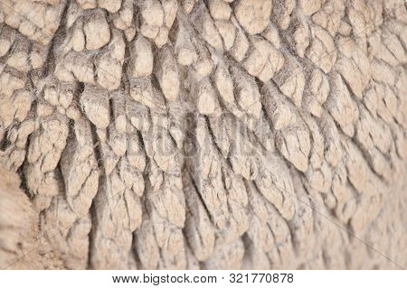 Sad Kulunda Breeding Sheep. Muzzle Sharing. Meat And Fur Farm Production. Animal Wool. Close Up Text