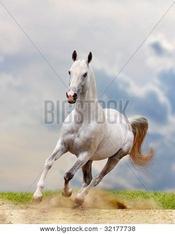 Cavalo branco