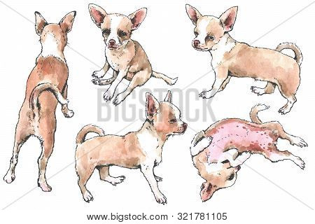 Hand Drawn Watercolor And Ink Toy Terrier Sketch