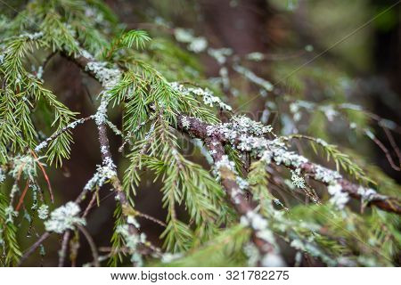 Lichen Parmeliaceae On A Fir Branch, Closeup. Lichens Are An Indicator Of Environmental Cleanliness.