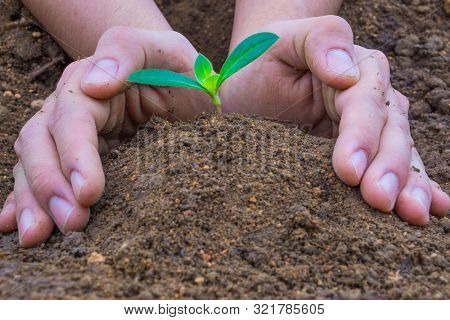 Close Up Hand Planting Tree Into The Soil. Earth Day. World Environment Day. Ozone Day.