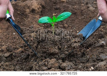 Little Plant And Soil On The Hand Shovel And Spade Held  By Two Hands. Earth Day. World Environment 