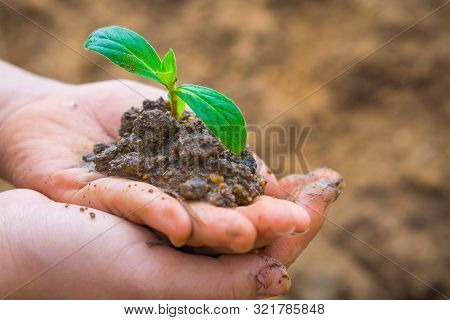 Human Hands Holding Little Tree Over Blurred Soil Background. Earth Day. World Environment Day. Ozon