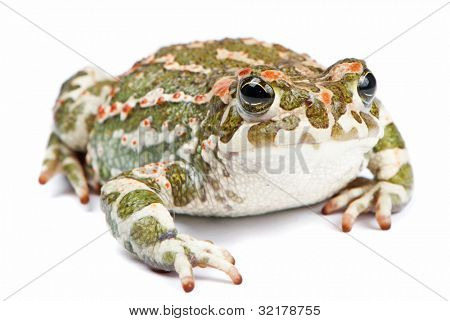 Bufo viridis. Grønne tudse på hvid baggrund.