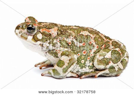 Bufo viridis. Grønne tudse på hvid baggrund.
