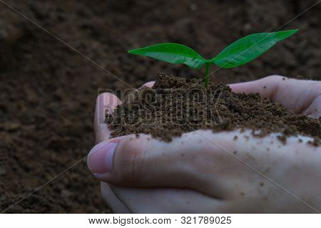 Two Hands Of The Men Were Planting The Tree Into The Ground To Dry. Symbol Of Spring And Ecology Con