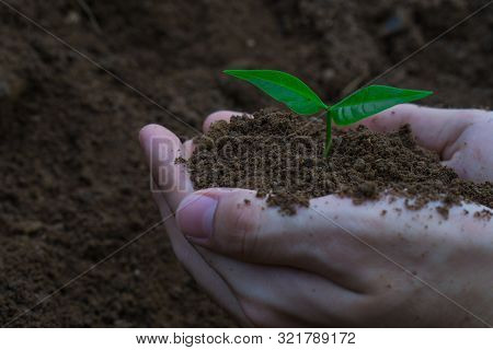 Two Hands Of The Men Were Planting The Tree Into The Ground To Dry. Symbol Of Spring And Ecology Con