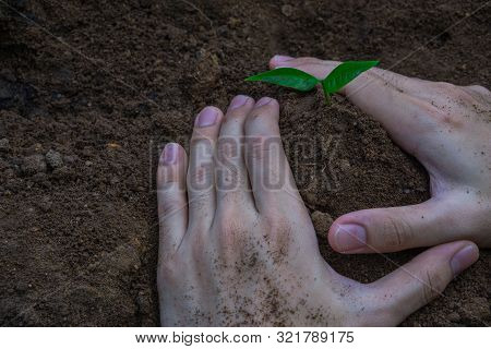 Two Hands Of The Men Were Planting The Tree Into The Ground To Dry. Symbol Of Spring And Ecology Con