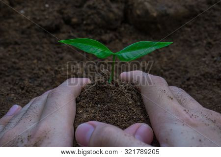 Two Hands Of The Men Were Planting The Tree Into The Ground To Dry. Symbol Of Spring And Ecology Con
