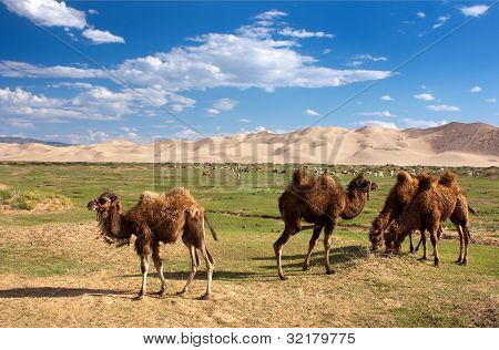 kamelen Duin woestijn - Mongolië