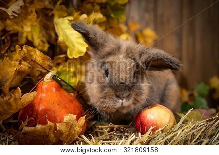 Rabbit Linography In The Scenery From Hay Pumpkins Autumn Leaves