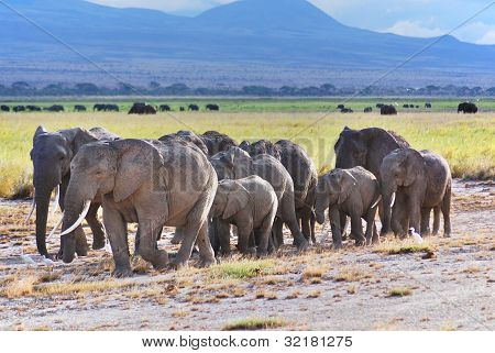 ELEFANT