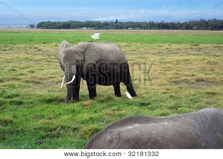 ELEFANT