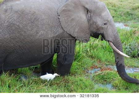 ELEFANT