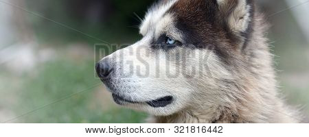Arctic Malamute With Blue Eyes Muzzle Portrait Close Up. This Is A Fairly Large Dog Native Type