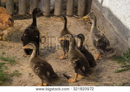 Young Chicks Of Gray Domestic Ducks In A Rural Yard.