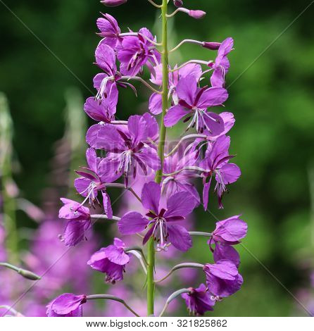 Chamaenerion Angustifolium, Known As Fireweed, Great Willowherb And Rosebay Willowherb