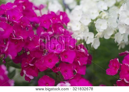 Purple And White Phlox Blossom. Summer Flowers