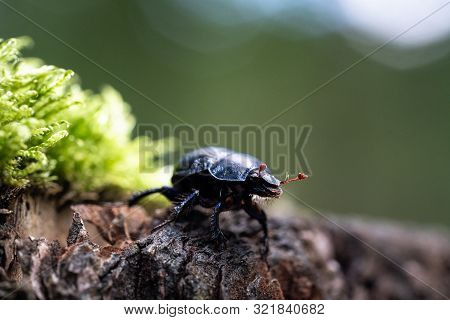 The Ordinary Black-colored Dung Beetle (geotrupes Stercorarius) In A Dutch Forest, Walking Between T