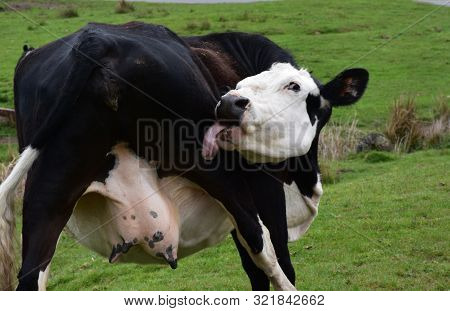 Silly Black And White Cow Lapping And Licking His Hindquarter.