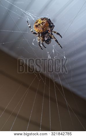 Macro Orb Weaver Spider Out On With Web For Cool Summer Night