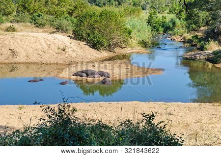 Hippos (hippopotamus Amphibius) On The Banks Of A Small River Of The Komati River System, One Of The