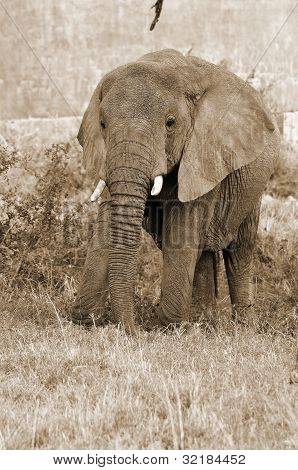 ELEFANT