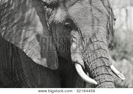 ELEFANT