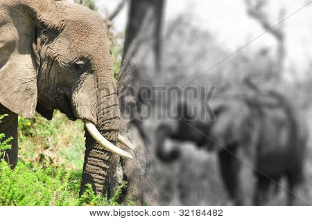 ELEFANT