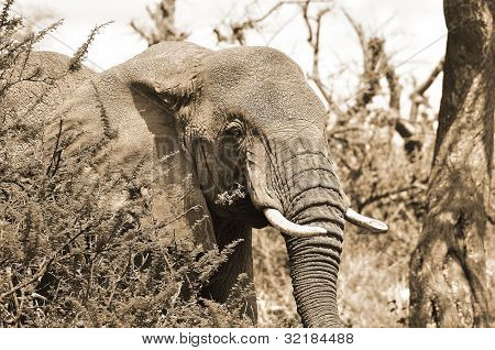 ELEFANT