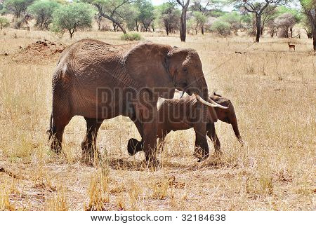 Elefant