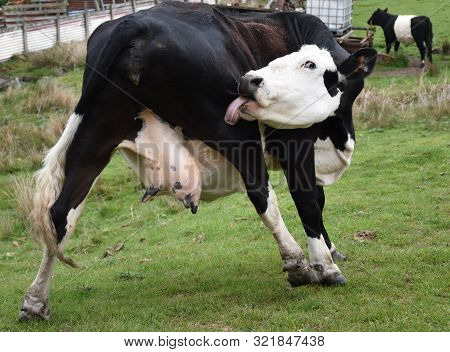 Cow With A Long Tongue Licking His Hindquarter.