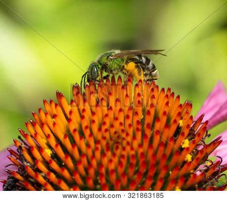 Big sweat bee on a echinacea coneflower in front of an isolated background