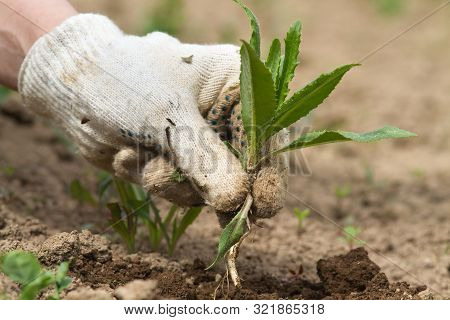 A Gloved Hand Of The Gardener Holds A Weed (sow Thistle) Plucked From The Ground, Closeup