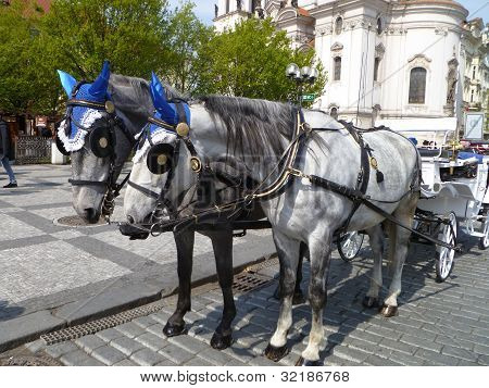 Pferde mit HÃ¼te in Prag.